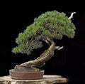 Japanese Black Pine Bonsai Seeds - 30 Pack, Pinus thunbergii, Indoor & Outdoor Gardening, Easy Care, Compact Growth