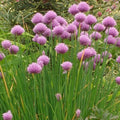 Common Chives Herb Seeds Pack - 500+ Allium schoenoprasum Culinary Herb Seeds for Indoor & Outdoor Gardening