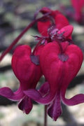 Dark Red Bleeding Heart Seeds, Dicentra spectabilis, Shade Perennial Flower, Heart-Shaped Blooms, Garden Plant Seeds