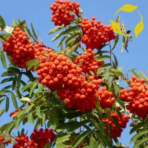 Rowan Tree Seeds - European Mountain Ash Sorbus aucuparia for Fall Color & Wildlife Attracting Gardens