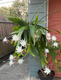 Queen of the Night Cactus Plant – White Fragrant Flowers – Selenicereus grandiflorus – Indoor or Outdoor Potted Cactus