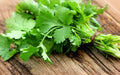 Cilantro Herb Seeds - 10 Fresh Coriandrum sativum Seeds for Culinary & Gardening - Non-GMO, Easy to Grow