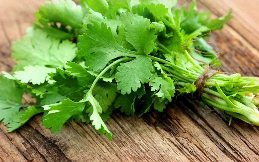 Cilantro Herb Seeds - 10 Fresh Coriandrum sativum Seeds for Culinary & Gardening - Non-GMO, Easy to Grow