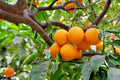 California Navel Orange Tree Cuttings 6-8 Inches for Rooting and Grafting Citrus sinensis