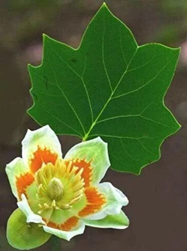 Tulip Poplar Seeds - 25 Pack for Fast Growing Trees with Tulip-Shaped Flowers - Liriodendron tulipifera