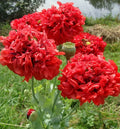 Red Double Poppy Seeds - 200+ Packets for Garden Planting - Papaver somniferum - Vibrant Red Double Blooms, Easy to Grow, USA Grown