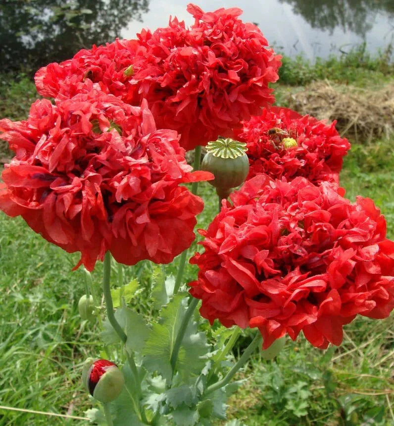Red Double Poppy Seeds - 200+ Packets for Garden Planting - Papaver somniferum - Vibrant Red Double Blooms, Easy to Grow, USA Grown