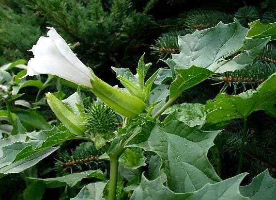 Datura stramonium Seeds - Jimsonweed Ornamental & Medicinal Plant Seeds - 50 Pack