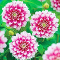 Fuzzy Wuzzy Dahlia Seeds Pack of 25 | Perennial Flower Seeds with Colorful Blooms | Dahlia pinnata