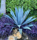 Live Blue Agave Cactus Plant - Fully Rooted Agave Americana, Drought-Resistant Succulent, Indoor & Outdoor, 5-8 Inches Tall