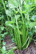 Celery Seeds Heirloom Tendercrisp Non-GMO Packet for Gardening, Apium graveolens