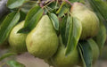 Packham's Triumph Pear Seeds - 25+ Premium Pyrus communis Fruit Tree Seeds for Garden Planting