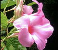 Mandevilla Alice Dupont Pink Live Plant Plugs – Tropical Flowering Vine for Garden & Containers, Mandevilla sanderi