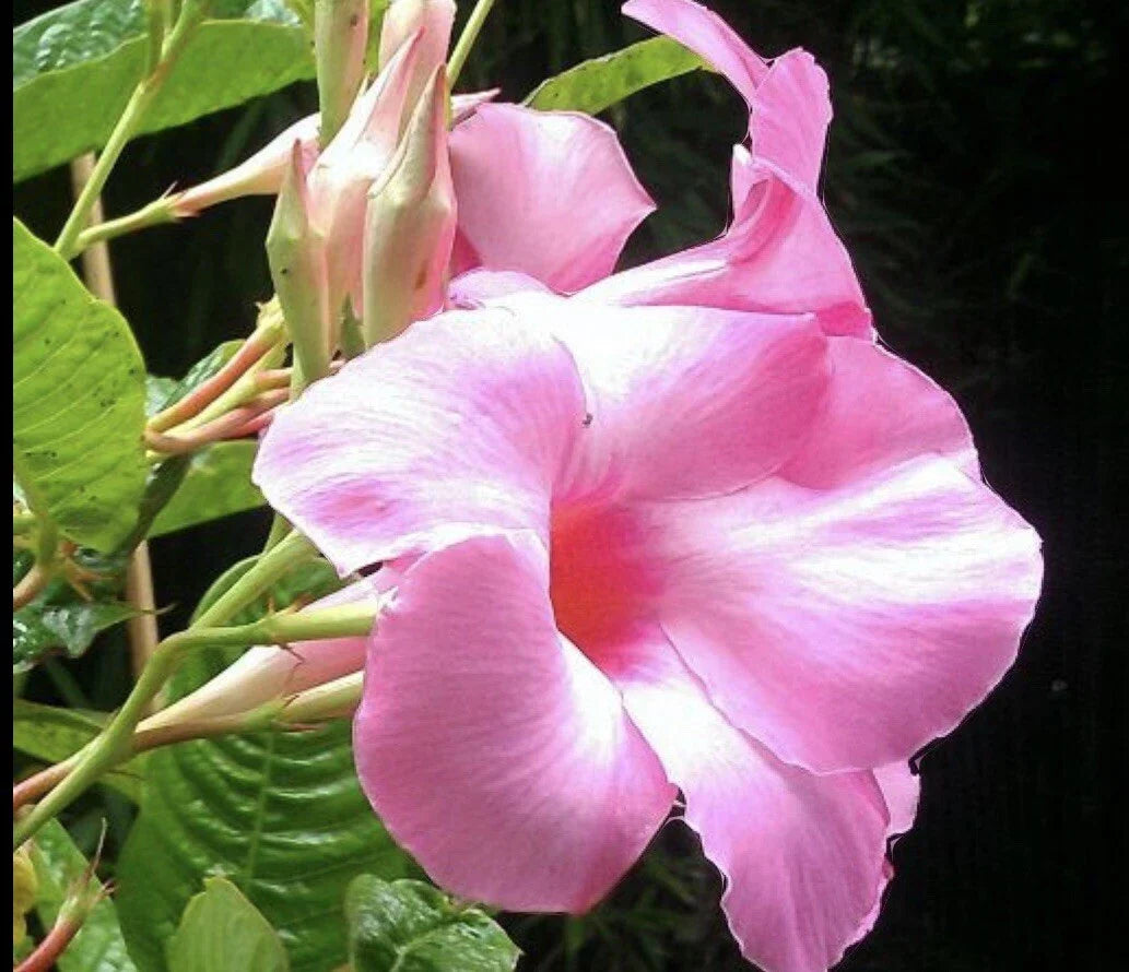 Mandevilla Alice Dupont Pink Live Plant Plugs – Tropical Flowering Vine for Garden & Containers, Mandevilla sanderi