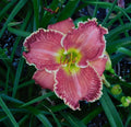 Daylily Plant - Perennial Flowering Hemerocallis '21.201' in 1-Gallon Pot, Vibrant Blooms for Garden Landscaping