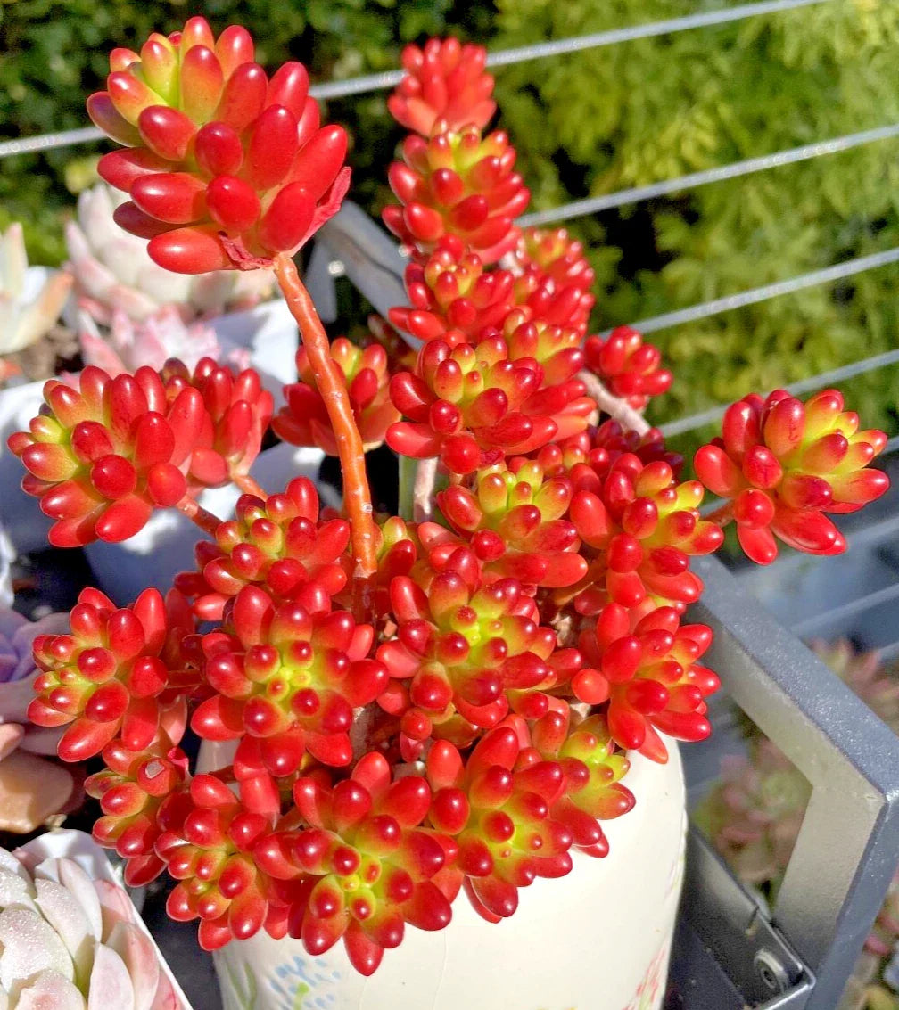 Rare Sedum Rubrotinctum Jelly Bean Succulent Cutting | Unrooted Live Plant | Vibrant Green and Red Colors