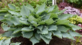 Hosta Diamond Lake Plant – Blue-Green Foliage, Lavender Flowers, Perennial Shade Garden, Live Plant