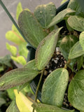 Hoya Fitchii Rooted Cuttings 3" Pot - Tropical Houseplant with Waxy Leaves & Fragrant Blooms
