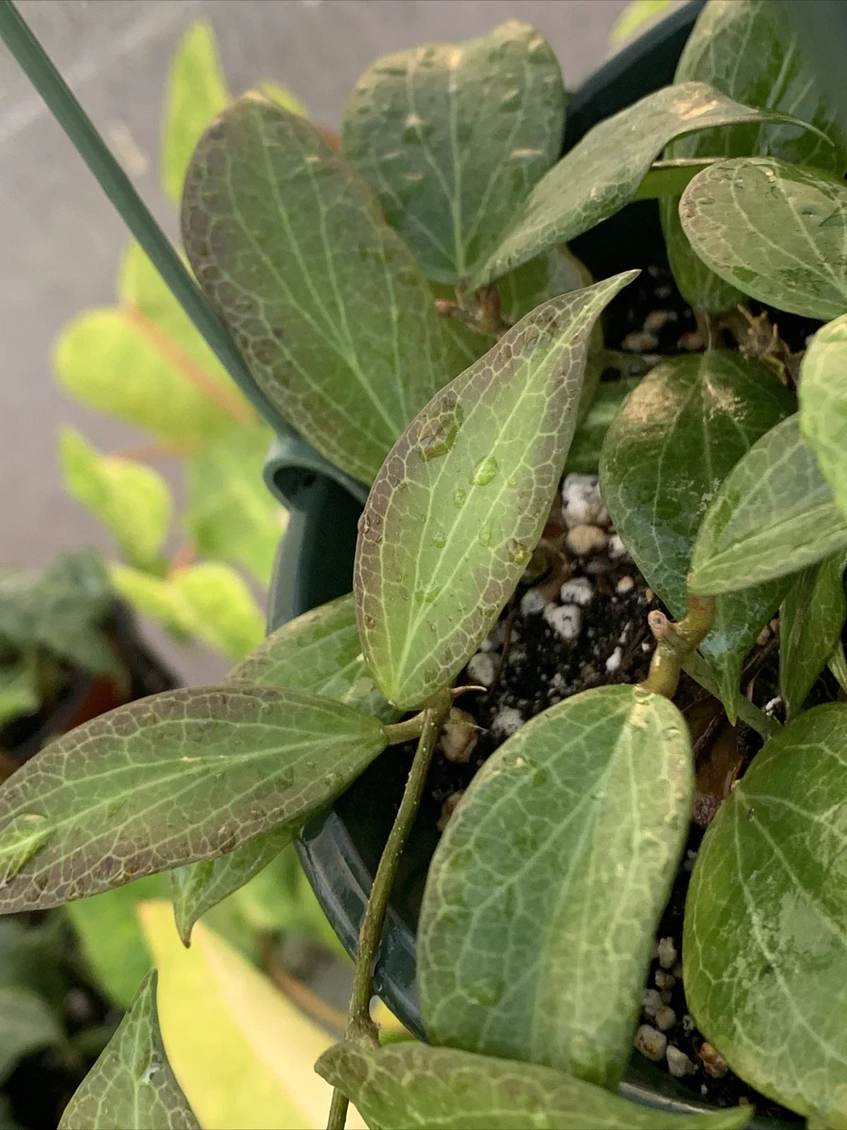 Hoya Fitchii Rooted Cuttings 3" Pot - Tropical Houseplant with Waxy Leaves & Fragrant Blooms