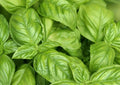 Basil Seeds 300+ Italian Large Leaf Culinary Herb Garden Ocimum basilicum, Bushy, Aromatic, Full Sun