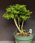 Kingsville Boxwood Pre-Bonsai Tree 8-10 Years | Buxus microphylla var. japonica