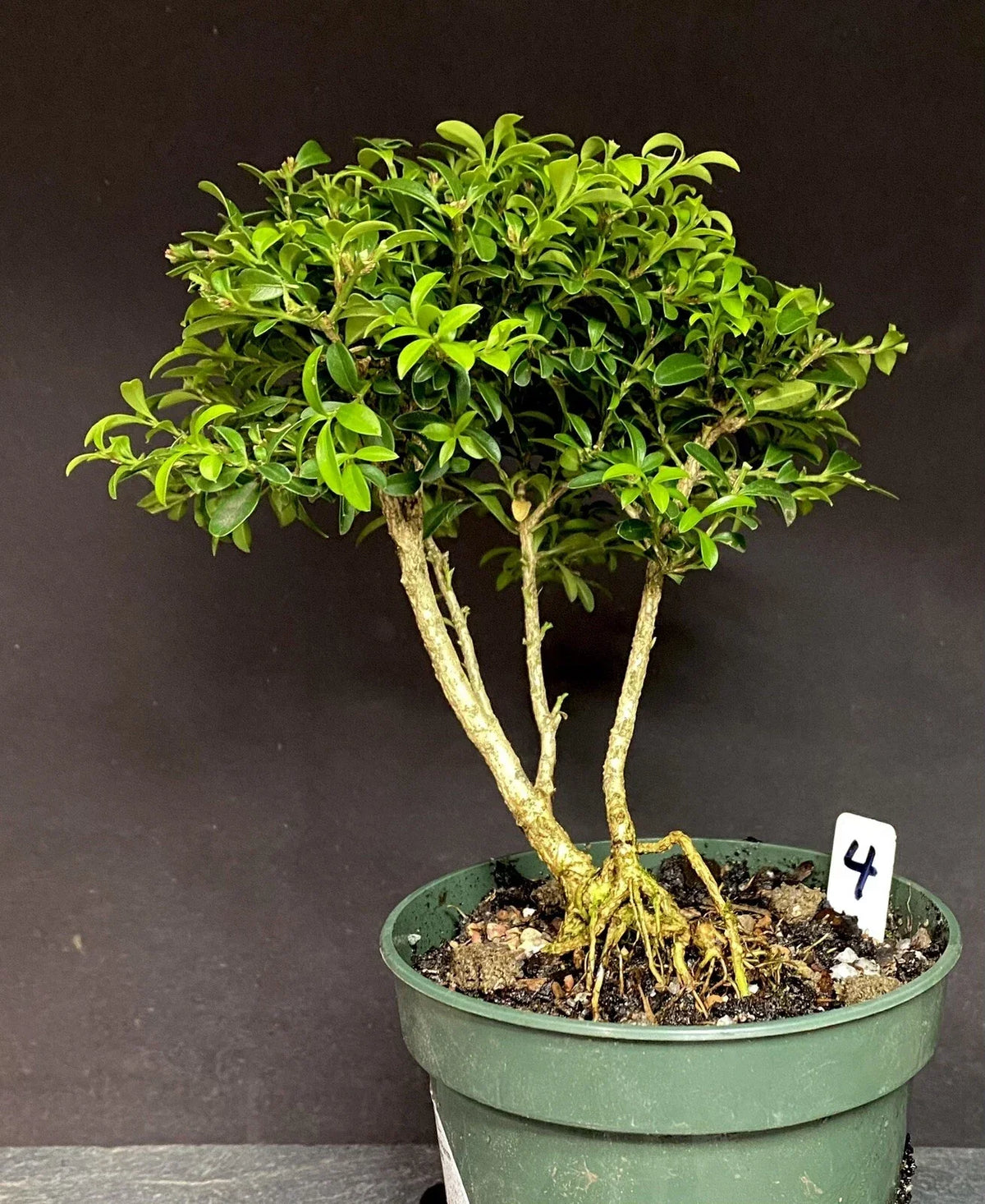 Kingsville Boxwood Pre-Bonsai Tree 8-10 Years | Buxus microphylla var. japonica
