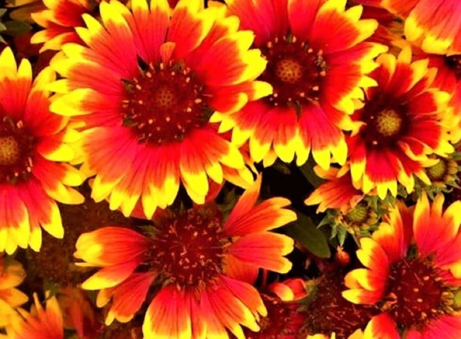 Indian Blanket Seeds - 100+ Gaillardia pulchella Wildflower Seeds for Garden, Borders, and Pollinator Attracting Planting