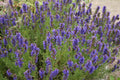 Hyssop Seeds - Perennial Herb for Planting - Hyssopus officinalis - Aromatic, Pollinator-Friendly, Easy to Grow
