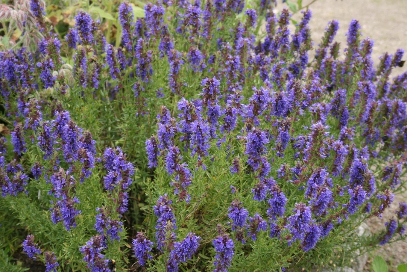 Hyssop Seeds - Perennial Herb for Planting - Hyssopus officinalis - Aromatic, Pollinator-Friendly, Easy to Grow