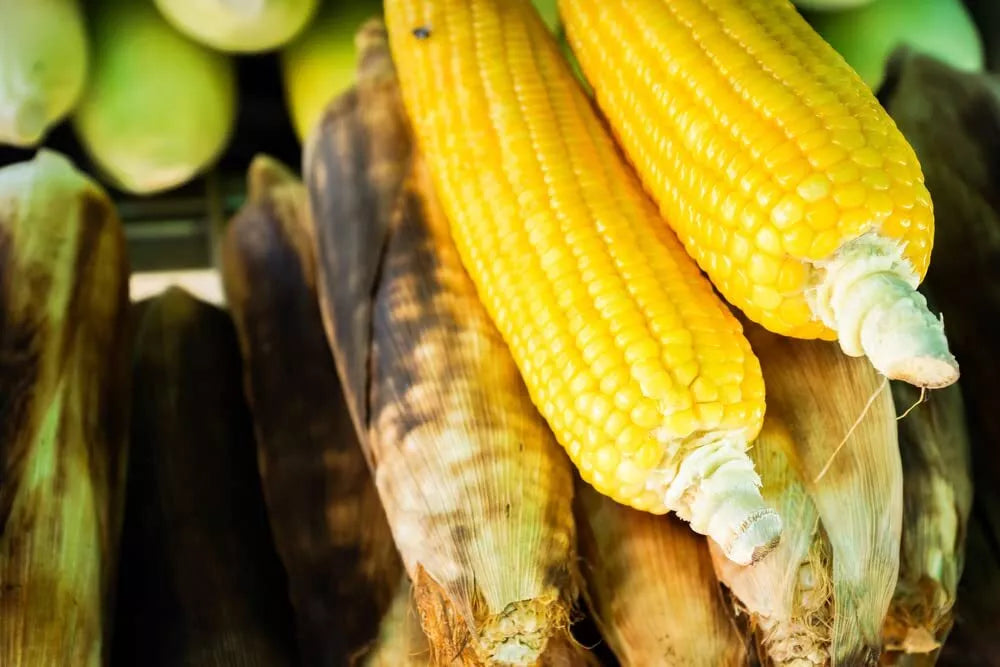 Sweet Corn Seeds - Bantam Gold Variety for Planting, Zea mays, Roastin Ears, Full Sun, High Germination