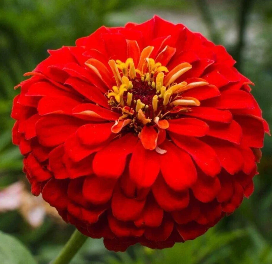 Cherry Queen Zinnia Seeds - Red Annual Flower Seeds for Butterfly Gardens, Zinnia elegans, 200+ Seeds