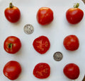 Stupice Tomato Seeds - Early Heirloom Variety - 25 Solanum lycopersicum Fresh Seeds for Home Gardening