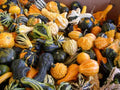 Ornamental Gourd Seeds Mix – Non-GMO, Large & Small, Cucurbita pepo, Vining, Fall Decor & Crafting Seeds