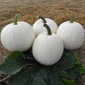 Casper White Pumpkin Seeds - 20 Non-GMO Rare Seeds for Gardening & Cooking - Cucurbita pepo