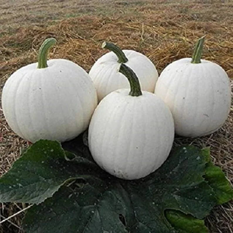 Casper White Pumpkin Seeds - 20 Non-GMO Rare Seeds for Gardening & Cooking - Cucurbita pepo