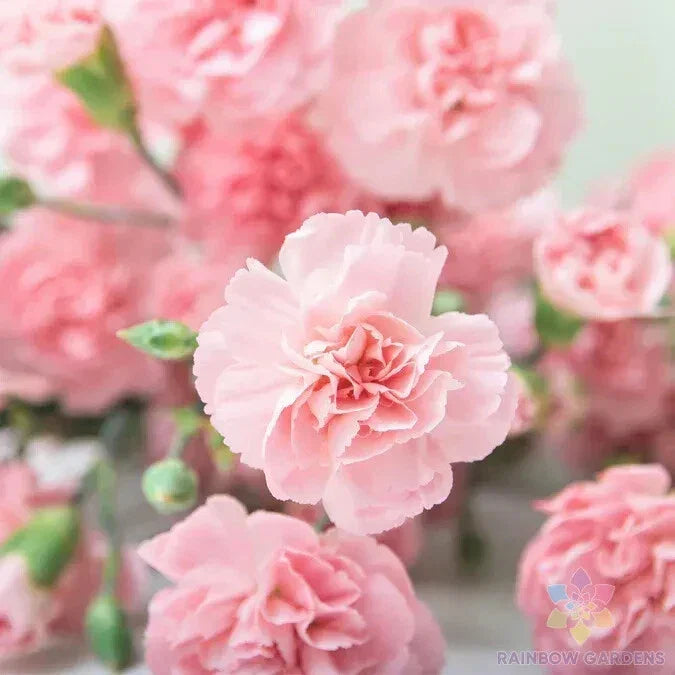 La France Carnation Seeds - 200+ Pack for Garden Planting - Dianthus caryophyllus - USA Grown, Easy to Grow, Fragrant Flowers