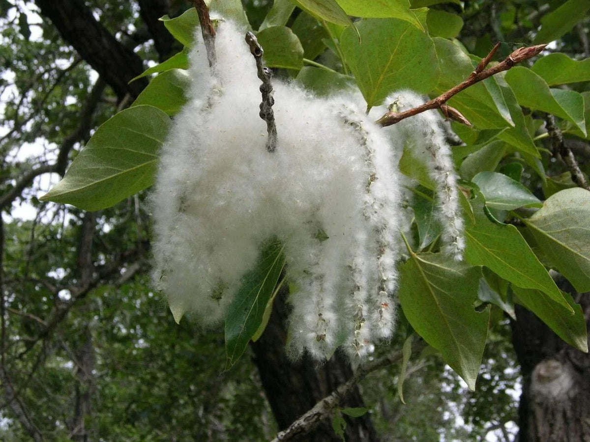 Cottonwood Tree Cuttings 2 Pack - Fast Growing Shade Trees - Populus deltoides