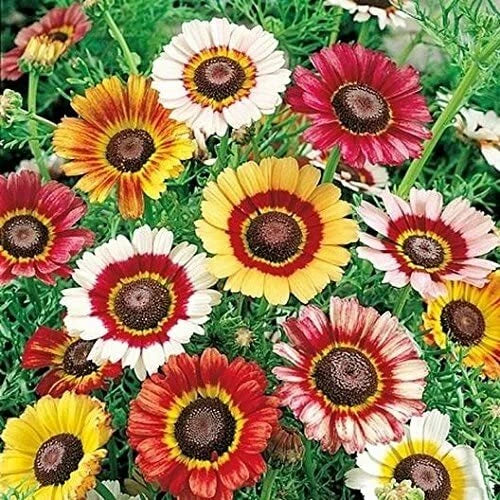 Painted Daisy Flower Seeds - 100 Count, Chrysanthemum maximum, Bright Colorful Blooms, Full Sun, Garden Flowers, Pollinator Attracting
