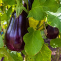 Florida Market Eggplant Seeds - Heirloom Non-GMO High Bush Solanum melongena, 100+ Seeds for Organic Vegetable Garden