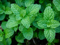 Peppermint Seeds - Heirloom Mentha piperita Herb Garden Pack of 100+ Non-GMO Seeds for Culinary, Tea & Natural Remedies