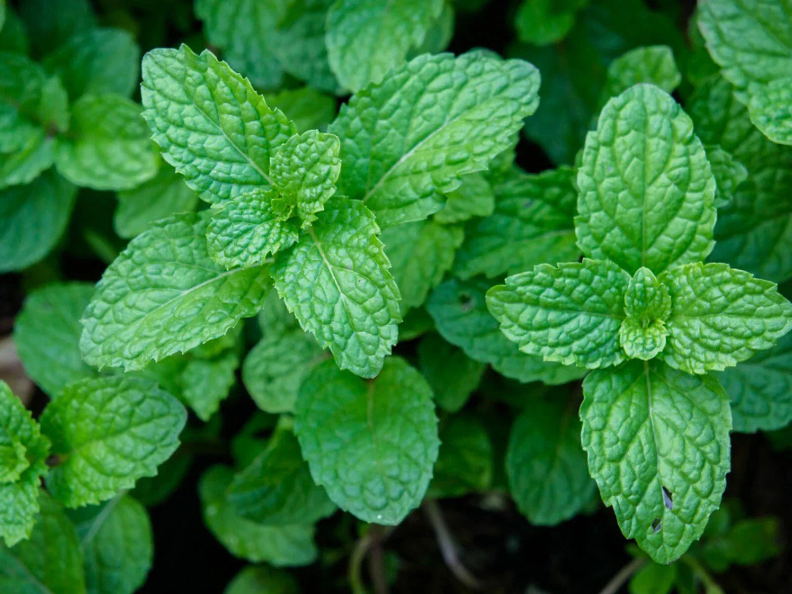 Peppermint Seeds - Heirloom Mentha piperita Herb Garden Pack of 100+ Non-GMO Seeds for Culinary, Tea & Natural Remedies
