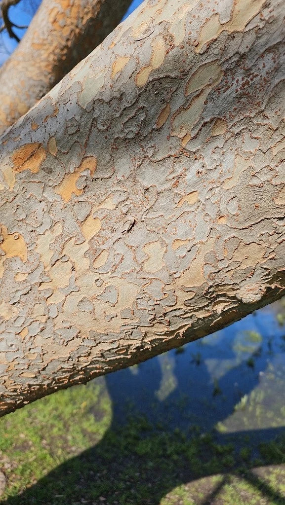 Chinese Elm Tree Seeds - Ulmus parvifolia - Deciduous Tree for Bonsai & Landscaping - Pack of 20