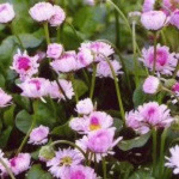 English Daisy Flower Seeds - Bellis Perennis, 200 Fresh Seeds for Garden, Borders & Containers, Perennial, Full Sun to Partial Shade