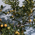Honey Jar Jujube Tree Scion Wood 8" Thin Cutting - Ziziphus jujuba Grafting Propagation