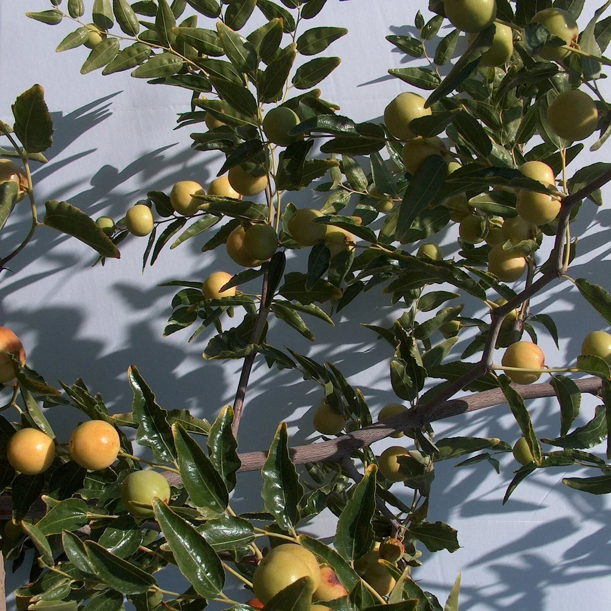 Honey Jar Jujube Tree Scion Wood 8" Thin Cutting - Ziziphus jujuba Grafting Propagation