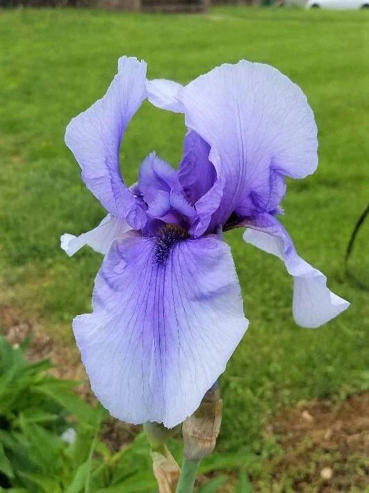Tall Bearded Iris Rhizome - Iris germanica Perennial Flower Plant