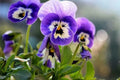 50PCS Mixed Color Violet Seeds - Perennial Viola spp. Garden Flowers for Borders & Containers