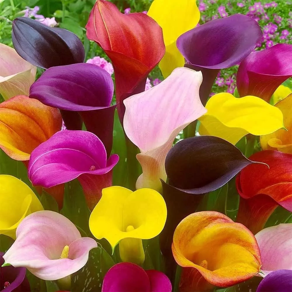 Calla Lily Bulbs for Planting - Mixed Colors - Zantedeschia spp. - Garden Flowers, Cut Flowers, Easy to Grow