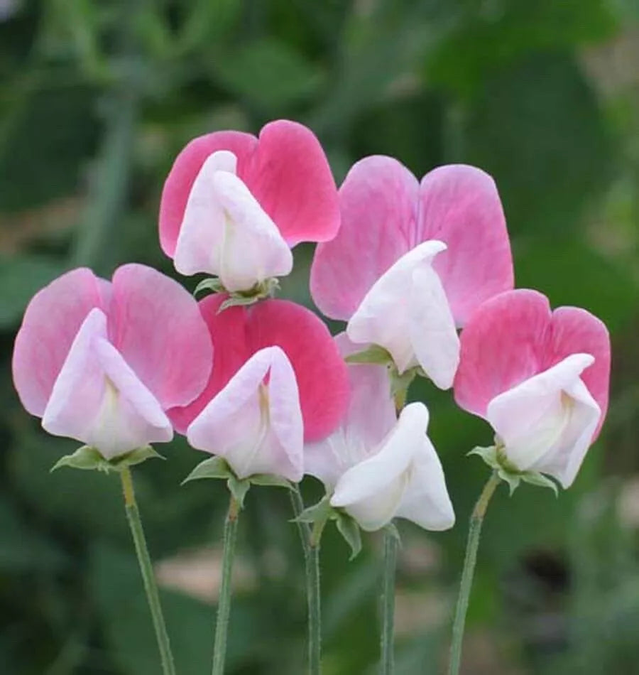 Sweet Pea Seeds Pkt of 40 - Painted Lady Variety - Fragrant Climbing Flowers - Lathyrus odoratus