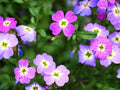 Virginia Stock Seeds 2700 Pack - Matthiola incana Flower Seeds for Garden Planting, Pollinator Attracting, Easy to Grow